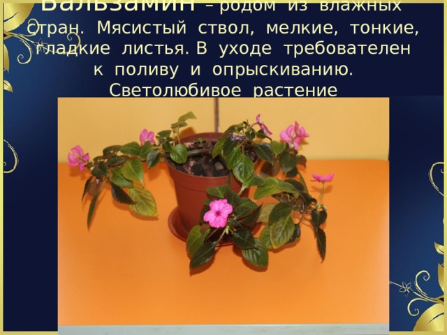 Бальзамин – родом из влажных стран. Мясистый ствол, мелкие, тонкие, гладкие листья. В уходе требователен к поливу и опрыскиванию. Светолюбивое растение 