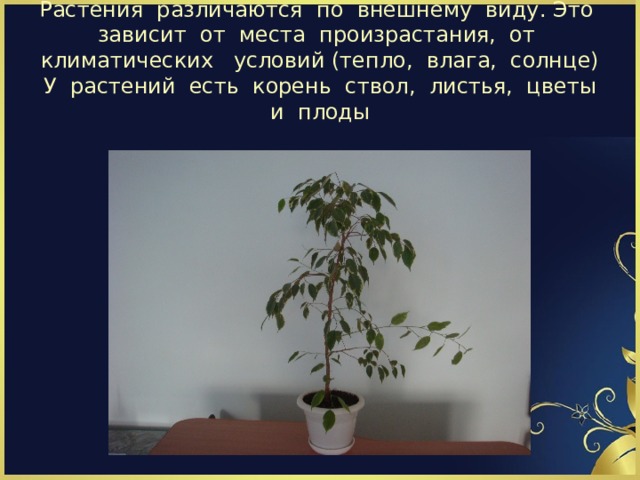 Растения различаются по внешнему виду. Это зависит от места произрастания, от климатических условий (тепло, влага, солнце) У растений есть корень ствол, листья, цветы и плоды 