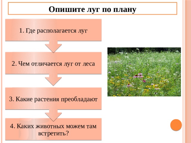 Презентация жизнь луга