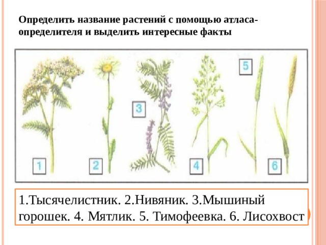 Технологическая карта окружающий мир 4 класс жизнь луга