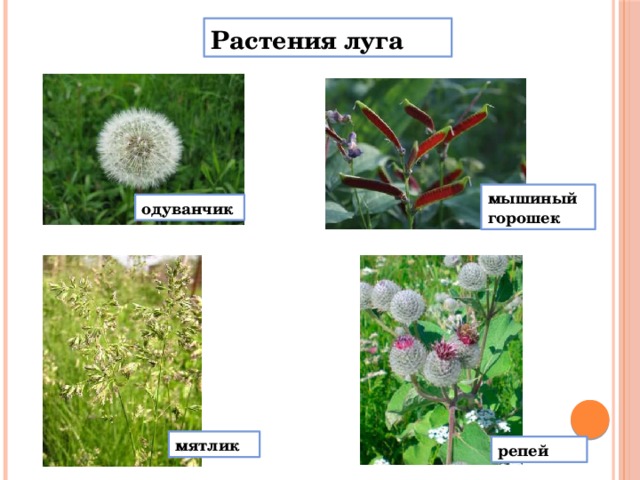 Растения луга мышиный горошек одуванчик мятлик репей 