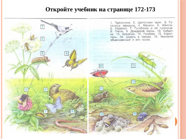 Откройте учебник на странице 172-173 