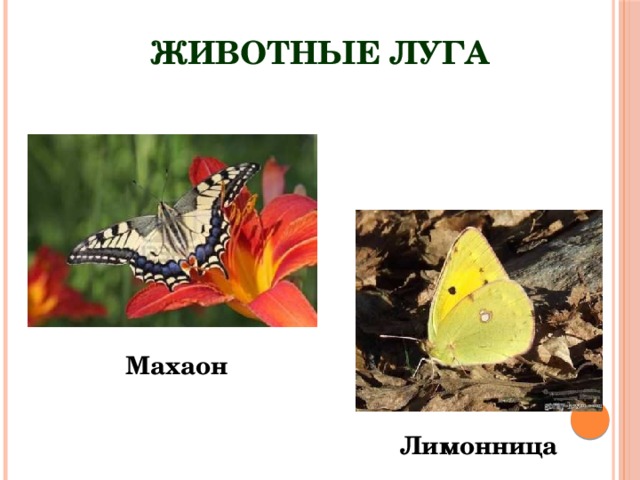 Животные луга Махаон Лимонница 