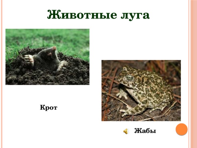 Животные луга Крот Жабы 