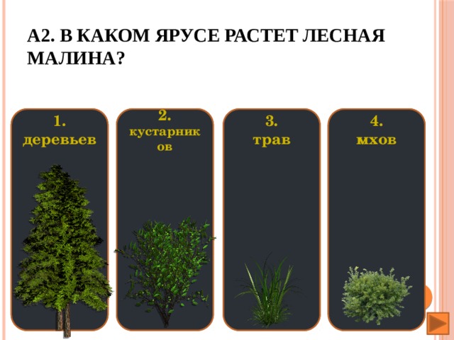 А2. В каком ярусе растет лесная малина? 1. деревьев 2. 4. 1. 3. 2. 4. 3. кустарников трав кустарников  деревьев мхов мхов трав                                                                                 