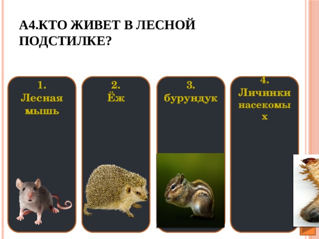 А4.Кто живет в лесной подстилке? 3. 4. 3. 2. 1. 1. 4. 2. Личинки насекомых бурундук Ёж Личинки насекомых бурундук Лесная мышь Ёж Лесная мышь                                                                              