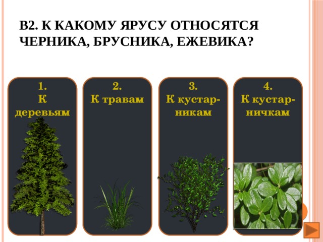 В2. К какому ярусу относятся черника, брусника, ежевика? 3. 4. 1. 1. 2. 3. 2. 4. К кустар- К травам К травам К кустар- К деревьям К кустар- К деревьям К кустар-  никам ничкам ничкам никам                                                                         