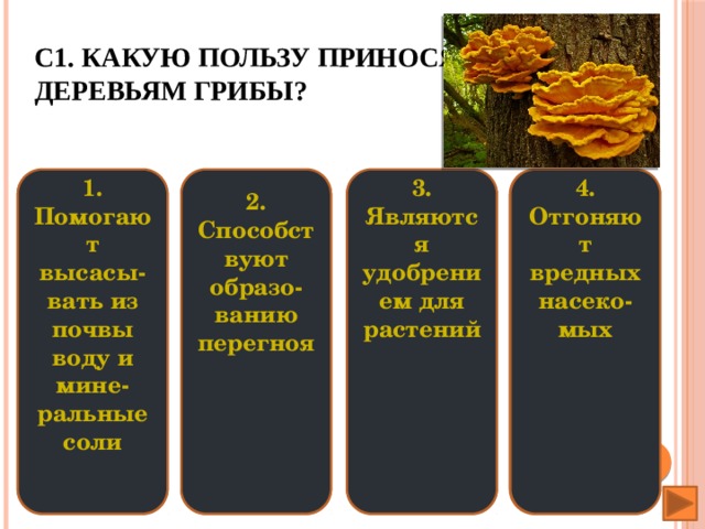 С1. Какую пользу приносят деревьям грибы? 2. Способствуют образо-ванию перегноя 4. 3. 1. Помогают высасы-вать из почвы воду и мине-ральные соли Отгоняют вредных насеко-мых   Являются удобрением для растений                  2. Способствуют образо-ванию перегноя 1. Помогают высасы-вать из почвы воду и мине-ральные соли 4. 3. Отгоняют вредных насеко-мых Являются удобрением для растений                     