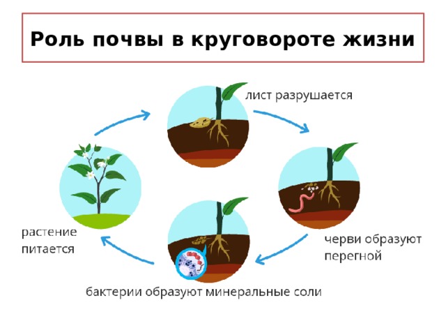 Круговорот почвы. Роль почвы в круговороте жизни. Какую роль играет почва в круговороте жизни. Какова роль почвы в жизни растений.