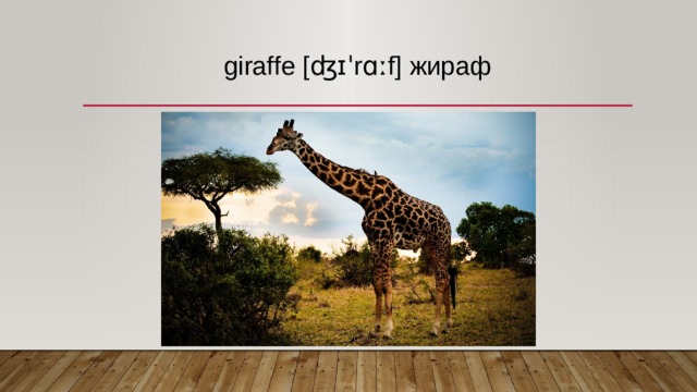 giraffe [ʤɪˈrɑːf] жираф   