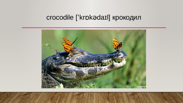 crocodile [ˈkrɒkədaɪl] крокодил   