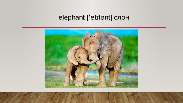 elephant [ˈelɪfənt] слон   