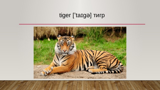 tiger [ˈtaɪgə] тигр   