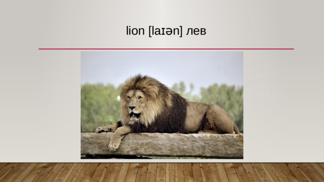 lion [laɪən] лев   