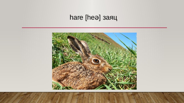 hare [heə] заяц   