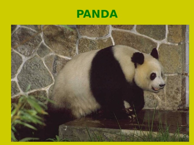 Проект про большую панду The animals of our planet