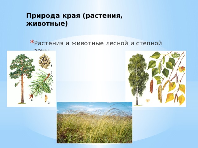 Природа края (растения, животные)   Растения и животные лесной и степной зоны 