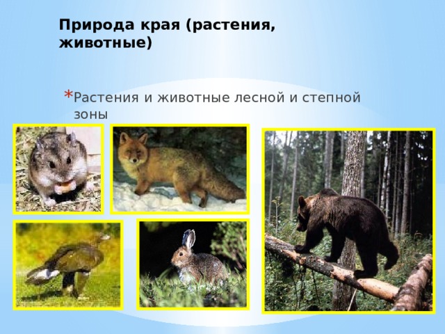 Природа края (растения, животные)   Растения и животные лесной и степной зоны 