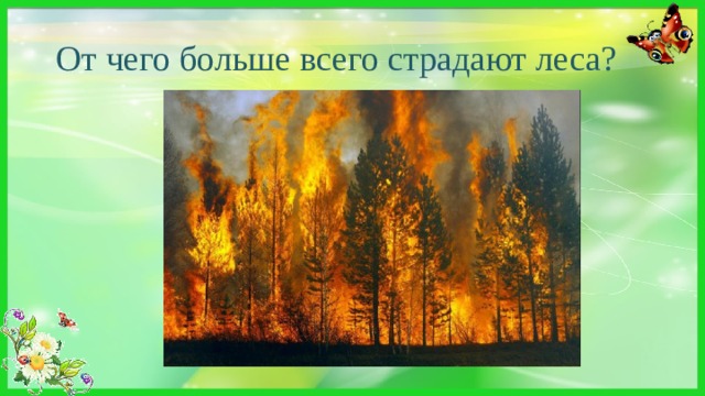 От чего больше всего страдают леса? От пожаров 