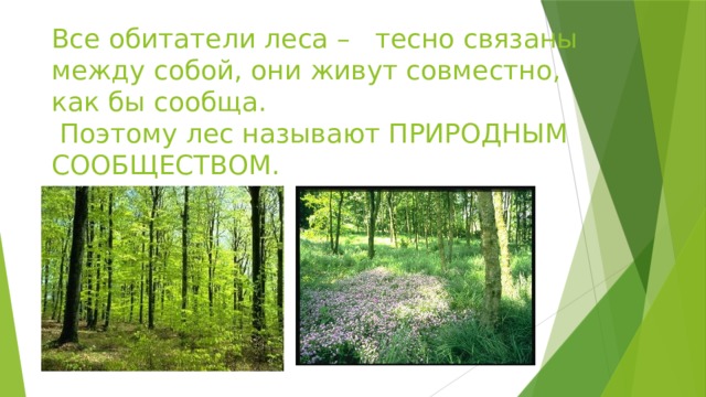 Все обитатели леса – тесно связаны между собой, они живут совместно, как бы сообща.  Поэтому лес называют ПРИРОДНЫМ СООБЩЕСТВОМ. 