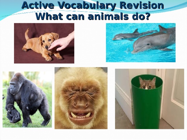 Active Vocabulary Revision  What can animals do? 