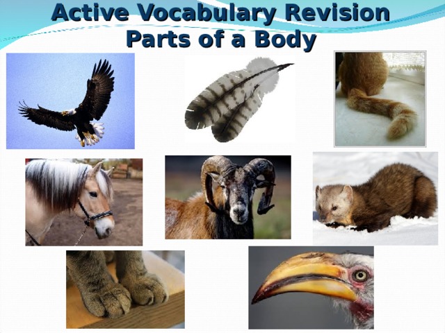 Active Vocabulary Revision  Parts of a Body 