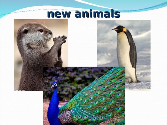 new animals 