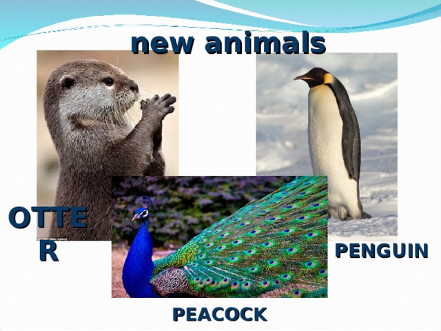 new animals PENGUIN OTTER PEACOCK 