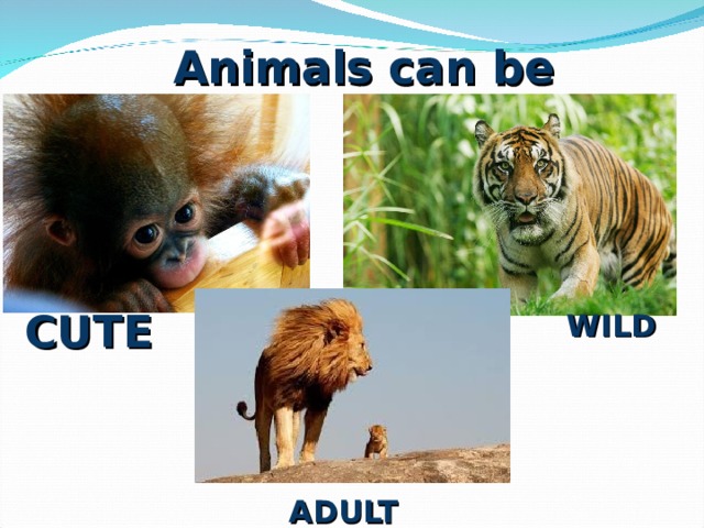 Animals can be WILD CUTE ADULT 