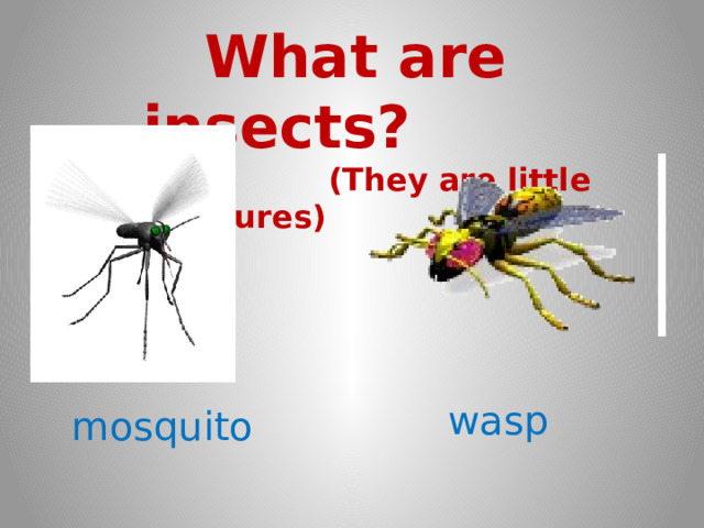  What are insects?  (They are little creatures) wasp mosquito 