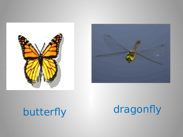 dragonfly butterfly 