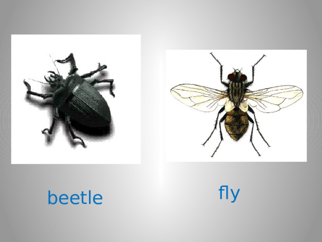 fly beetle 