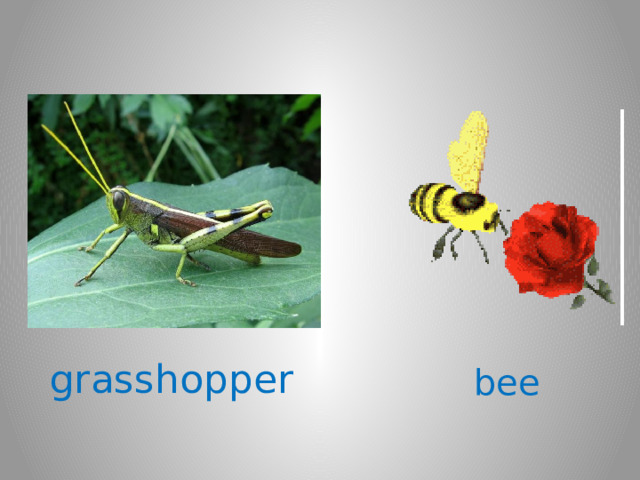 grasshopper bee 