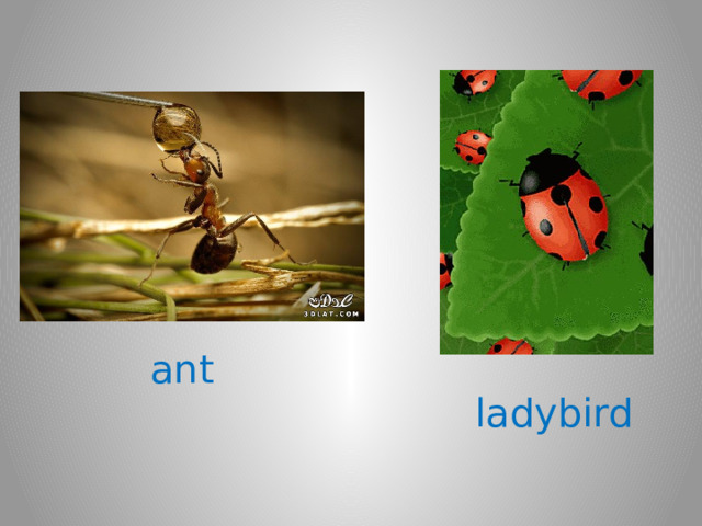 ant ladybird 