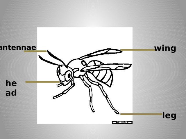  wing antennae head leg 