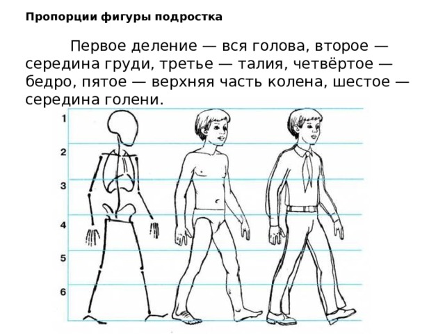 Пропорции фигуры подростка     Первое деление — вся голова, второе — середина груди, третье — талия, четвёртое — бедро, пятое — верхняя часть колена, шестое — середина голени. 