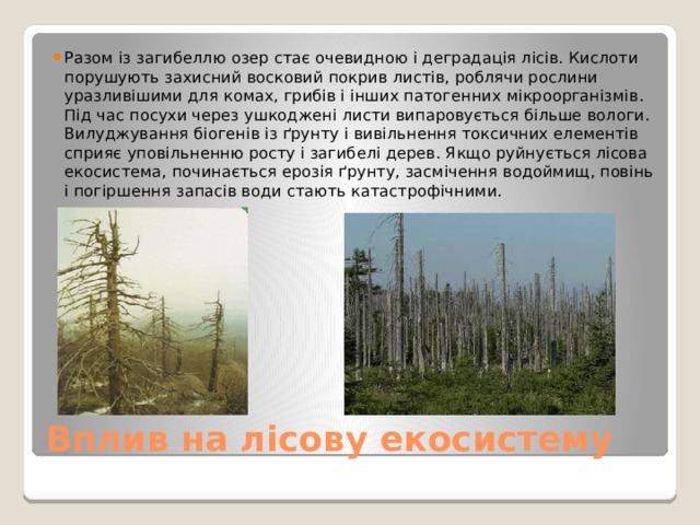 Разом із загибеллю озер стає очевидною і деградація лісів. Кислоти порушують захисний восковий покрив листів, роблячи рослини уразливішими для комах, грибів і інших патогенних мікроорганізмів. Під час посухи через ушкоджені листи випаровується більше вологи. Вилуджування біогенів із ґрунту і вивільнення токсичних елементів сприяє уповільненню росту і загибелі дерев. Якщо руйнується лісова екосистема, починається ерозія ґрунту, засмічення водоймищ, повінь і погіршення запасів води стають катастрофічними. Вплив на лісову екосистему 