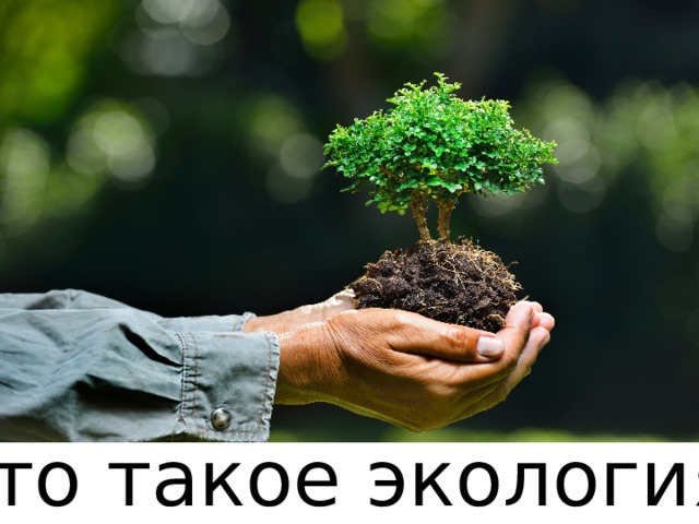 Что такое экология? 
