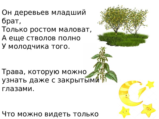 Он деревьев младший брат, Только ростом маловат, А еще стволов полно У молодчика того. Трава, которую можно узнать даже с закрытыми глазами. Что можно видеть только ночью? 