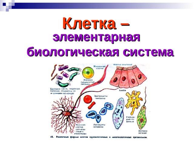 Клетка – элементарная биологическая система Многообразие клеток как самостоятельных организмов, так и структурно-функциональных элементов тканей многоклеточного организма. Материал изучался в 6, 7, 8 классах. Представлены клетки: бактерий, саркодовых, жгутиковых, инфузорий, клетки тела человека, яйцеклетка лягушки. Вывод: клетка – единица жизни.  