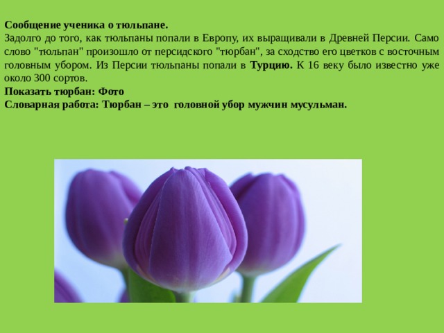 Сообщение ученика о тюльпане. Задолго до того, как тюльпаны попали в Европу, их выращивали в Древней Персии. Само слово 