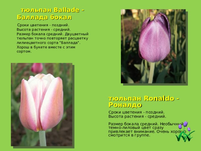 тюльпан Ballade - Баллада бокал  Сроки цветения - поздний.  Высота растения - средний.  Размер бокала средний. Двуцветный тюльпан точно повторяет расцветку лилиецветного сорта 