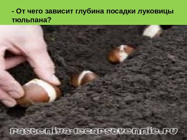 - От чего зависит глубина посадки луковицы тюльпана? 
