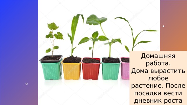 Домашняя работа. Дома вырастить любое растение. После посадки вести дневник роста растения, сроком на 1 месяц. 