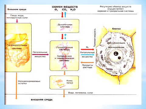 В ходе биологического. Конспект по энергетическому обмену 10 класс. Схема энергообмена животной клетки.