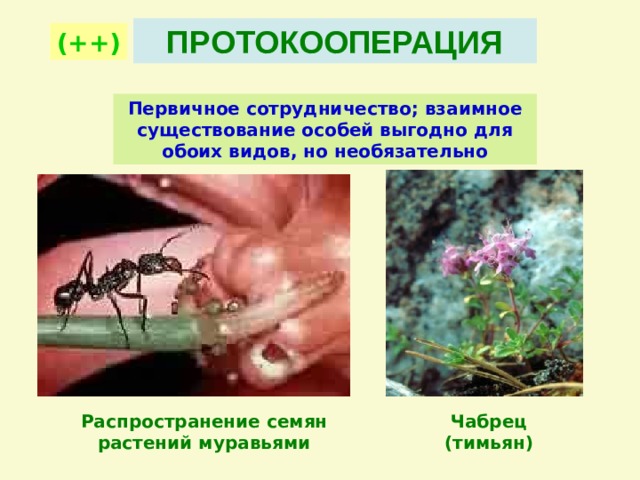 Распространение муравьями семян растений является примером Биотические взаимоотношения - Биология - Презентации - 11 класс