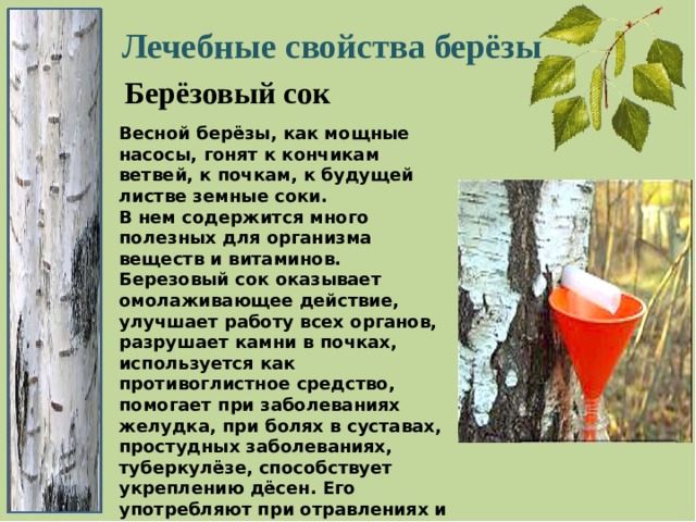 Кто написал песню березовый сок. Полезные свойства березы. Лечебные свойства березы. Картинка лекарственные свойства из берёзы берёзы. Почему весной сок у берез и Кленов сладкий.