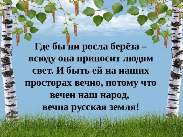 Как быстро растёт берёза в год.