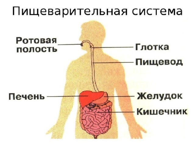 Системы органов человека презентация