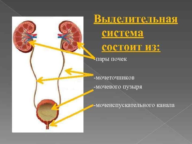 Что обозначено на рисунке цифрами 1 7 какие из изображенных органов относятся к мочевыделительной